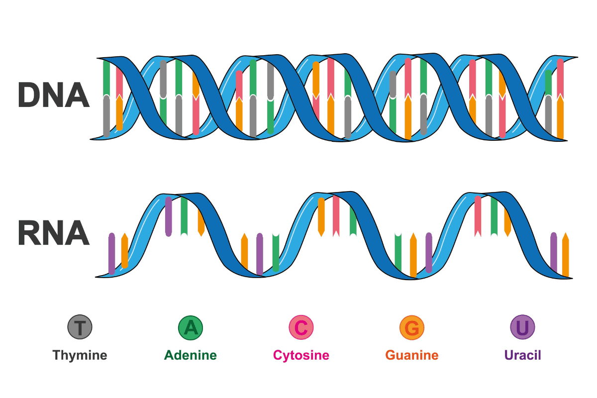Diagram showing sugar, phosphate and nitrogen base of a nucleotide